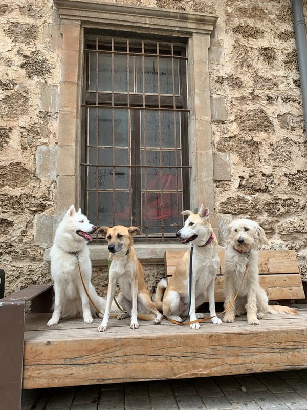 Five leashed dogs lined up on Tel Aviv walkway