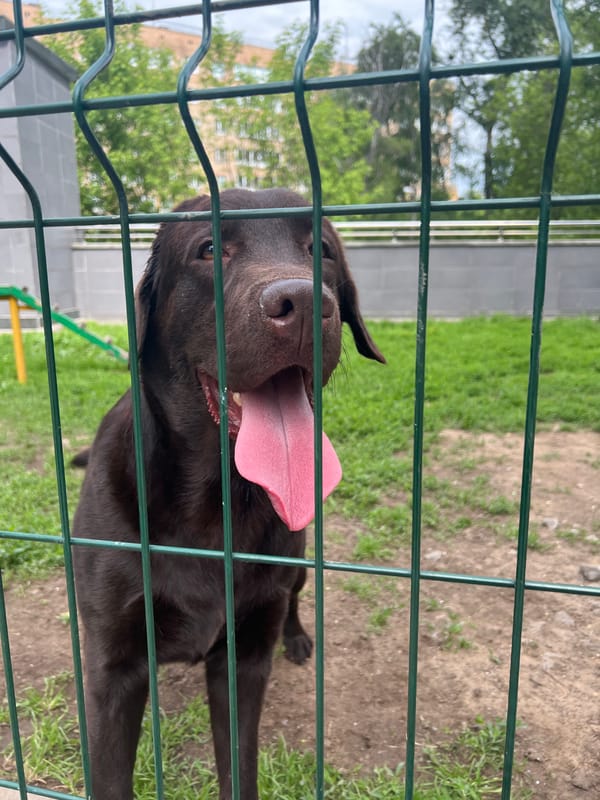 Chocolate Labrador observed behind fence in Mytishchi, Russia