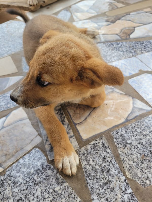 Puppy rests on colorful tiled floor in Markurdi