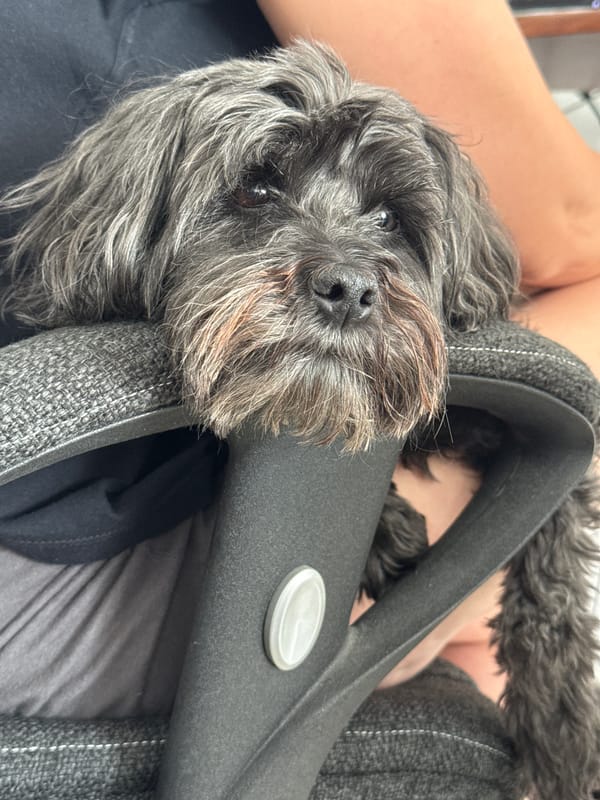 Dogs seek comfort with owners in Mexican home