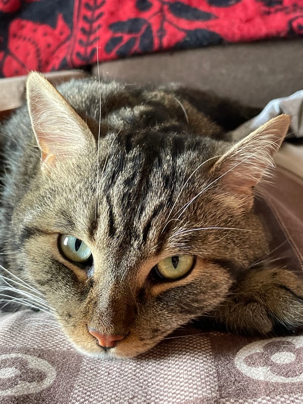 Tabby cat napping on a patterned blanket in Cherkasy