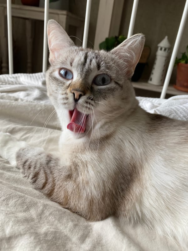 Cats photographed in quiet moments in Yekaterinburg homes