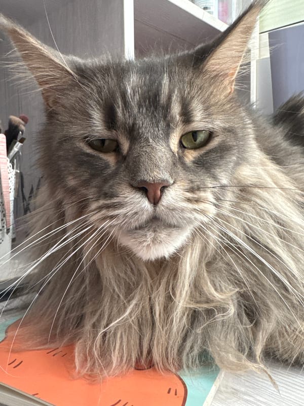 Maine Coon spotted on shelves and notebooks in Nizhny Novgorod