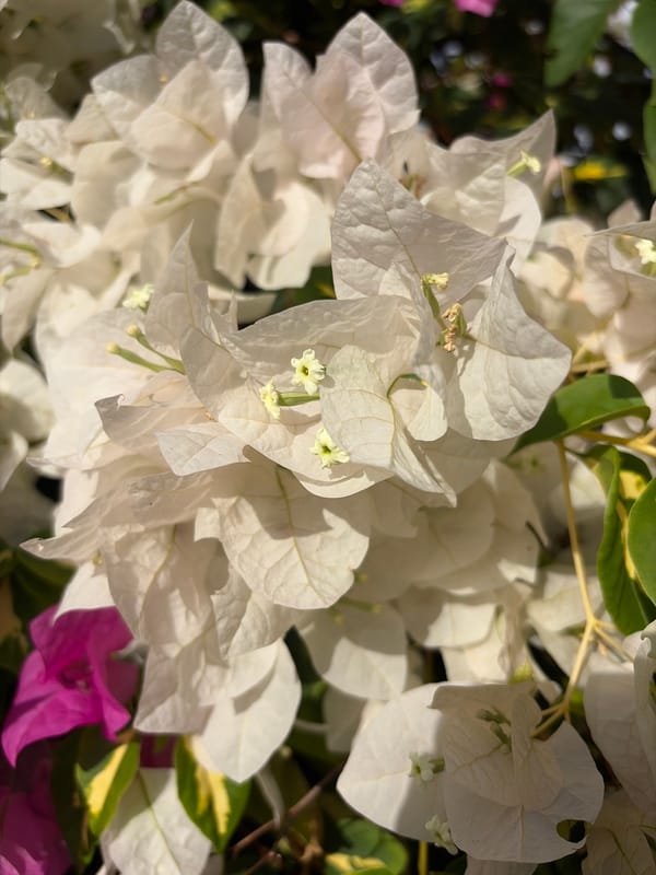 Casual photo walk captures tropical flowers, cat in Ciudad Guayana