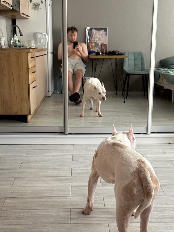 Dog observed inside Sochi residence during morning hours