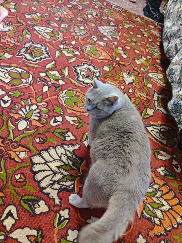 Domestic cats documented in family home in Dubovaya, Russia