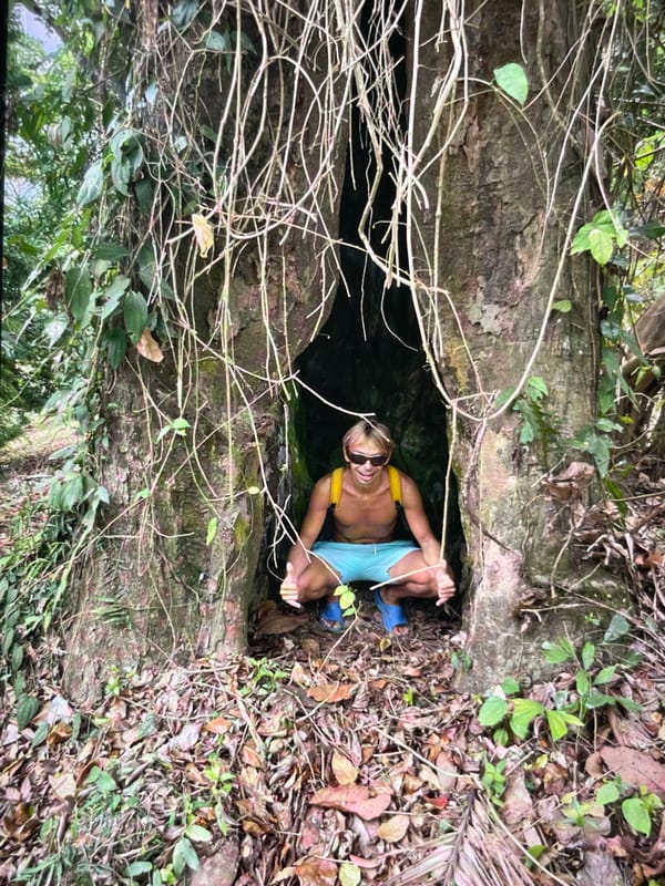 Tropical nature scenes: hollow trees, wildlife, and lush cliffs
