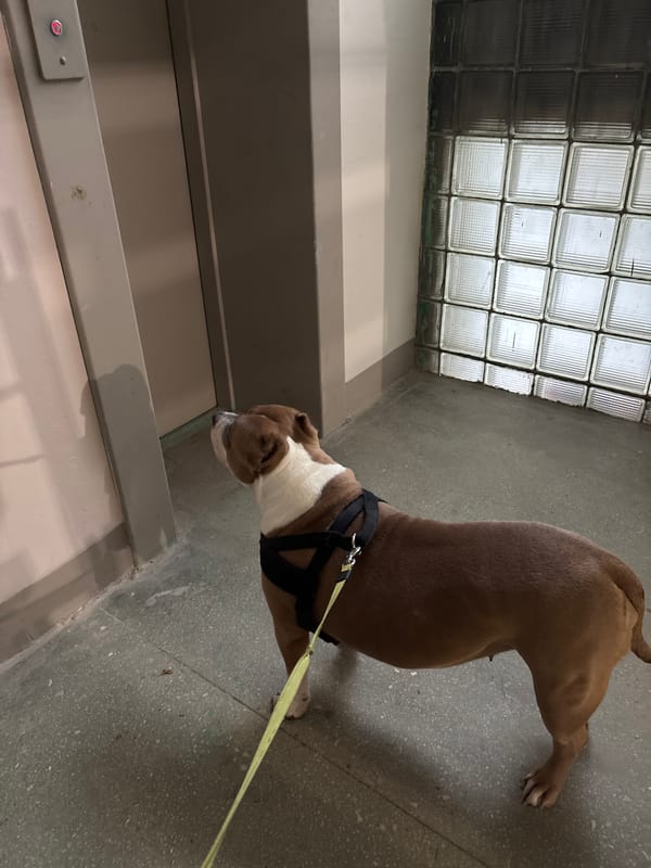 Dog on leash spotted indoors in Minsk