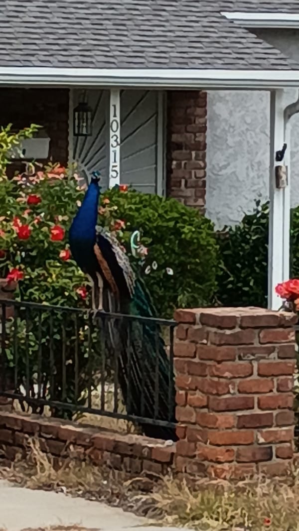 Peacock perches on Los Angeles apartment building fire escape
