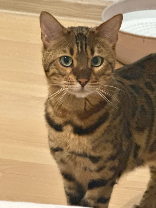 Curious tabby cat photographed in Yekaterinburg, Russia