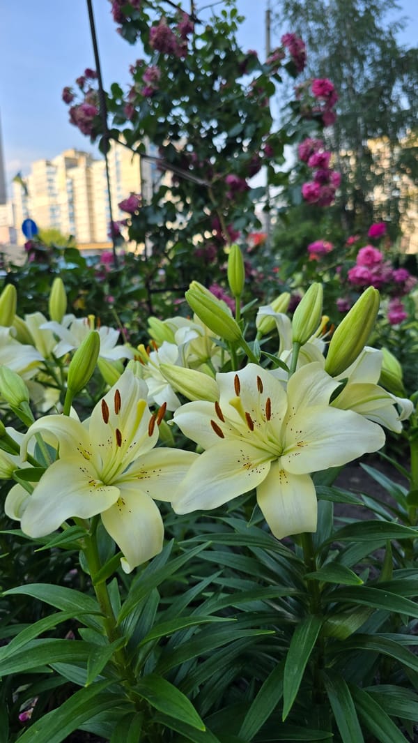 Kyiv garden in full bloom — roses and lilies up close