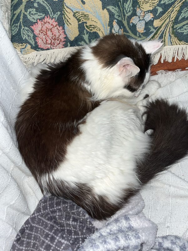 Pets napping at home in Torrevieja, Spain