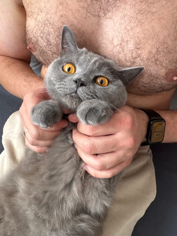 Grey British Shorthair held indoors in Zielona Góra