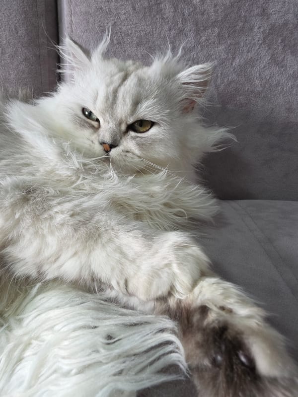 White Persian cat at home in Novocheboksarsk, just existing.