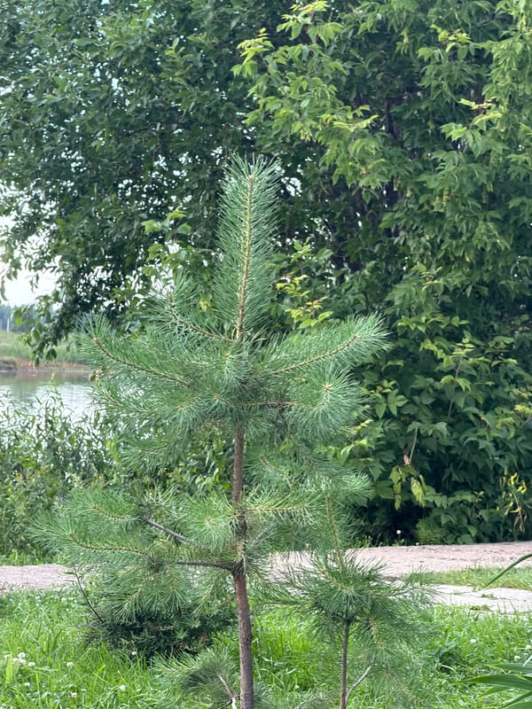 Lazy summer afternoon at a rural Russian recreation spot