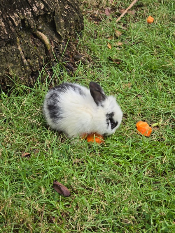 Domestic rabbits spotted grazing near hutch in Nusa Dua
