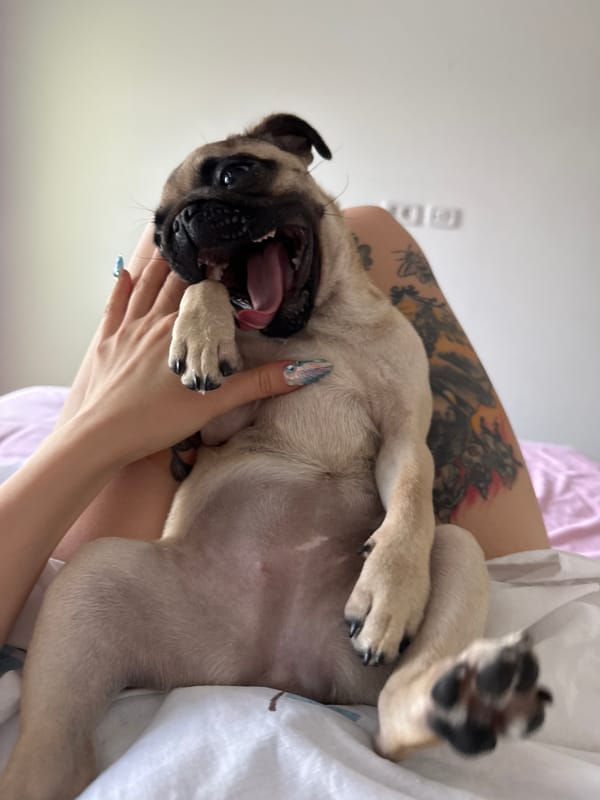 Pugs being pugs on a pink bed