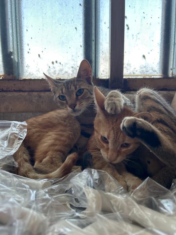 Two cats rest together by window in Struma, Bulgaria