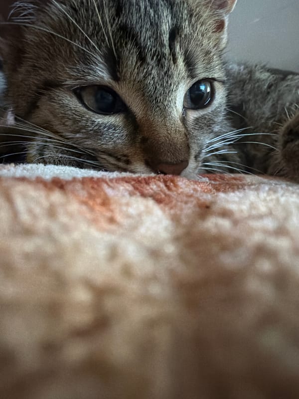 Tabby cat, 3D-printed figures, and collectibles at home