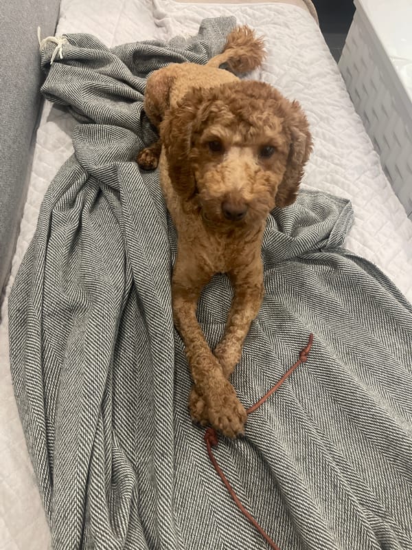 Curly dog claims every soft surface in the house