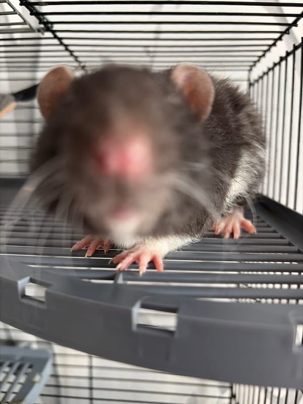 Pet owner documents domestic moments with rat and gaming setup