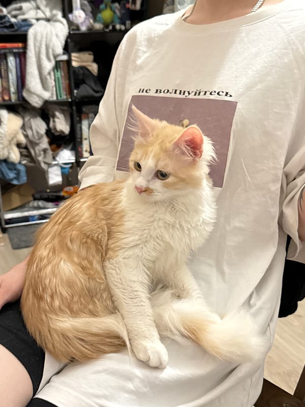 Young person spends evening at home with cats in Saint Petersburg