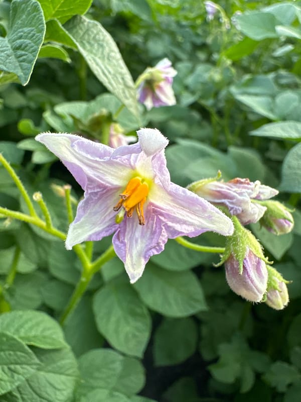 Close-up garden scenes: vegetables, berries, and snails in midsummer