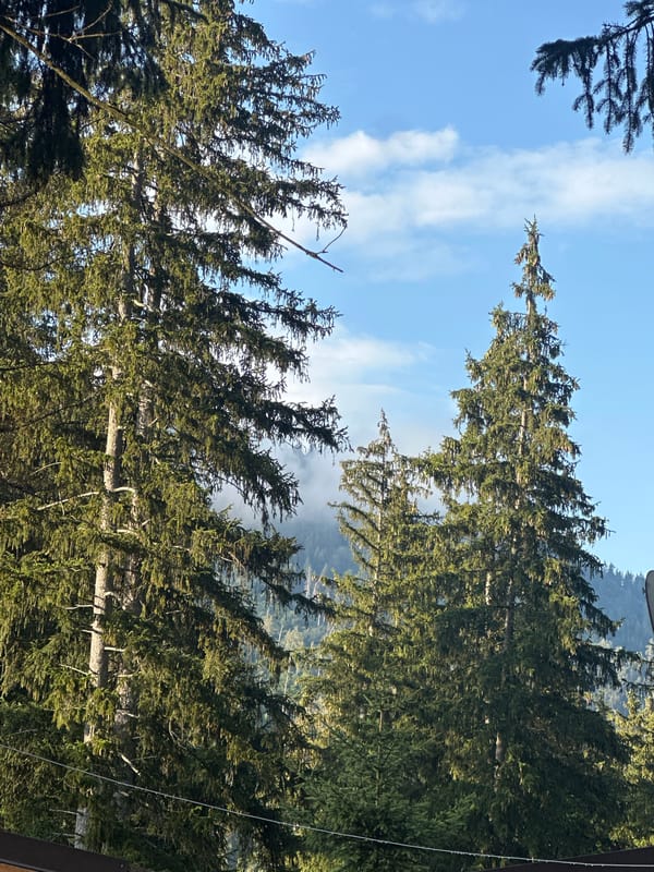 Looking up through cone-laden fir canopy in Borno, Italy