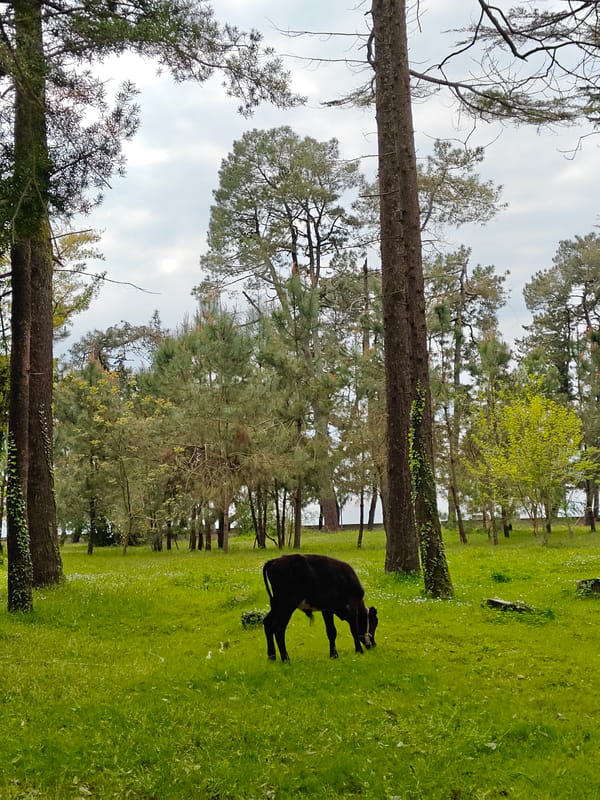 Cow spotted grazing in Kobuleti park area
