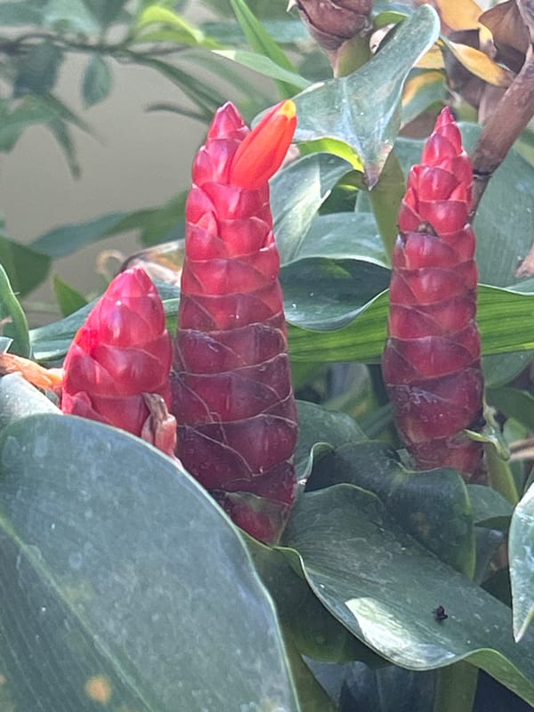 Red torch ginger flowers up close in Kuta Selatan, Bali
