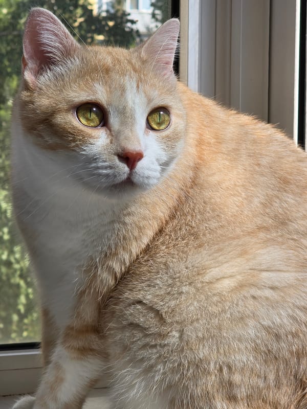 Cat by the window, summer sky outside, Krasnoyarsk