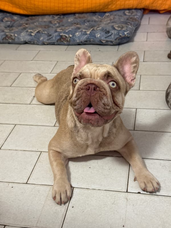 French bulldogs lounging at home in San Benedetto del Tronto