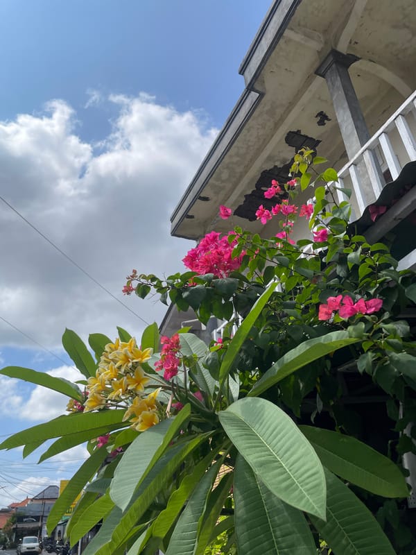 Tropical flowers bloom outside North Kuta building at dawn
