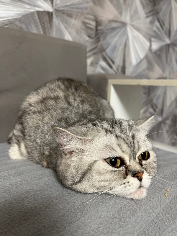 Tabby cat spotted resting indoors in Chaikovsky, Russia