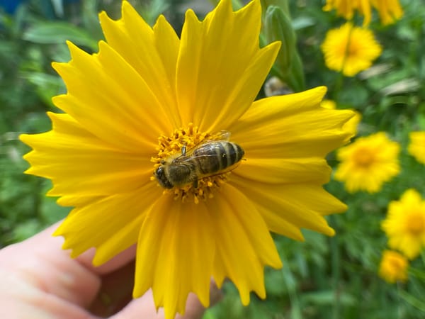 Garden pollination activity documented in detailed flower photography session