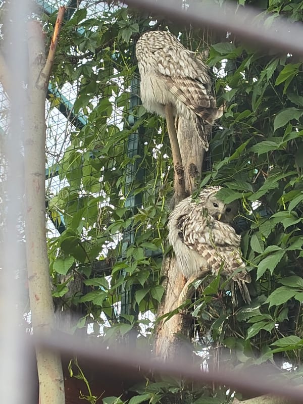 Afternoon zoo visit with wildlife, enclosures, and nature close-ups