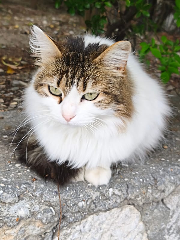 Cat spotted resting on stone surface in Sevastopol
