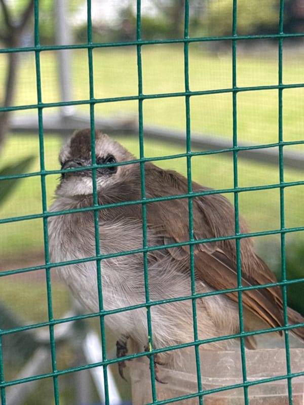 Caged birds observed in outdoor aviaries in Bekasi