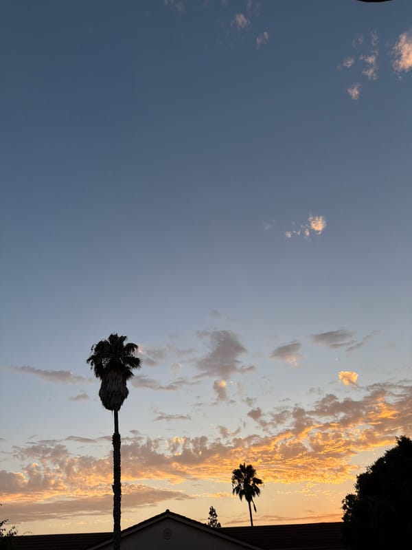 Palm tree silhouetted against a vivid tropical sunset