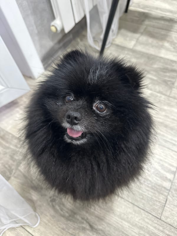 Black Pomeranian relaxes at home in Petropavl
