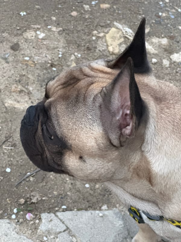 Dog rests on concrete in Varna, Bulgaria