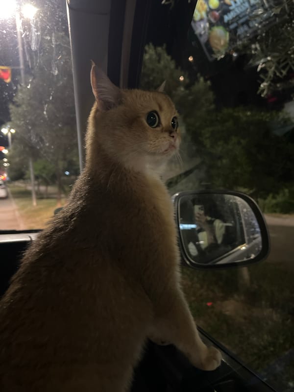 Cat clings to vehicle window in Montenegro evening scene