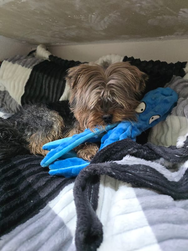 Yorkshire Terrier and baby share quiet morning moments in Perm