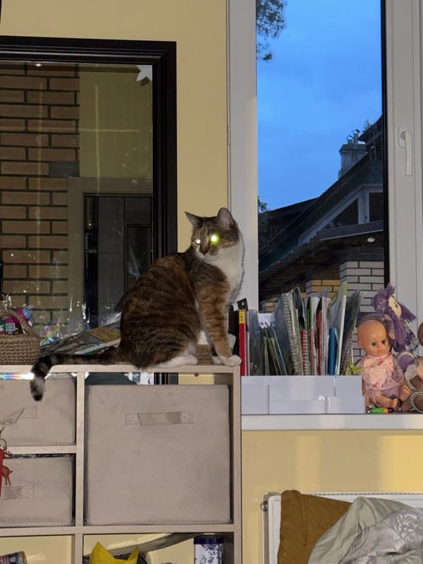 Household pets observed during evening hours in Russian residence