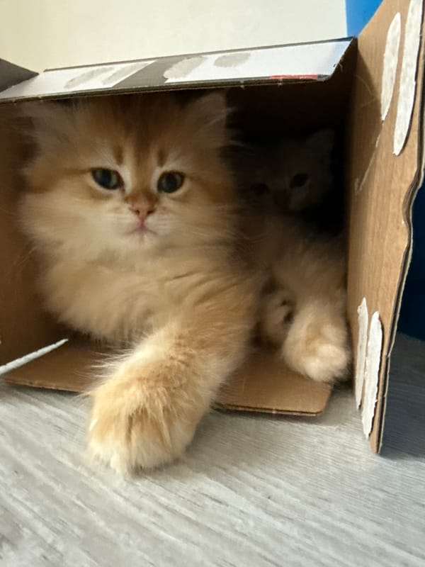 Kittens Play in Cardboard Boxes in Bulgarian Village