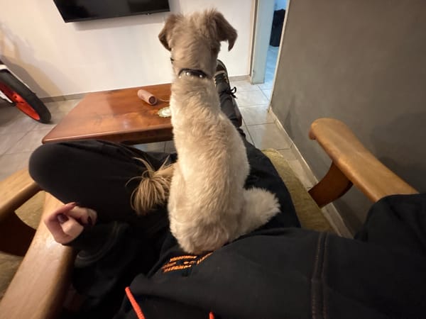 Dog sits on owner's lap in armchair, Cordoba