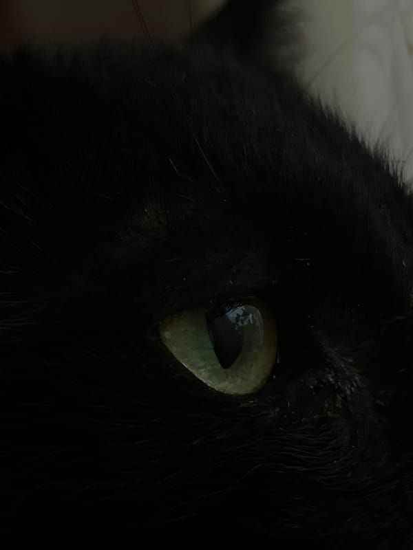 Black cat with green eyes photographed in Vratsa Bulgaria