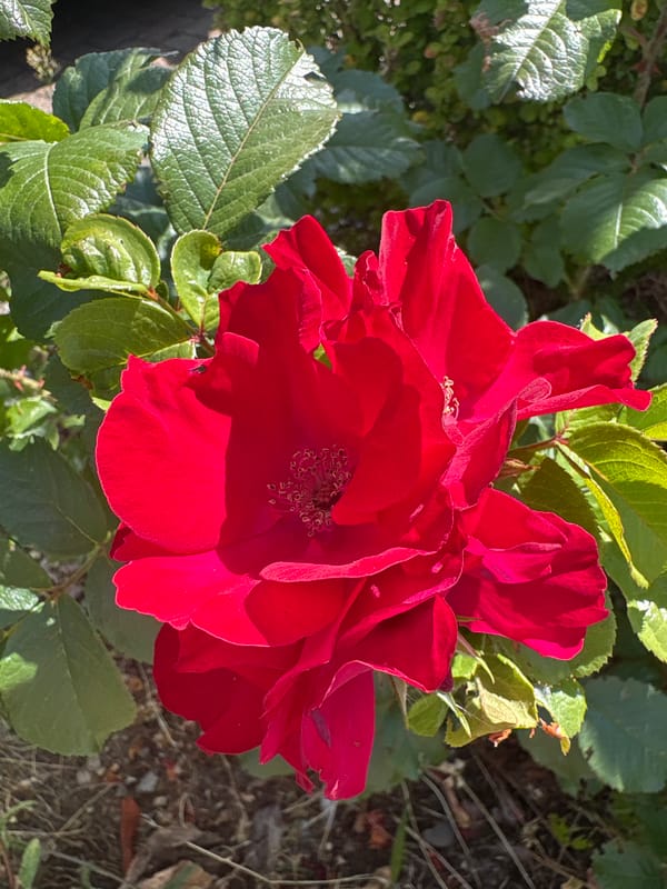 Close-up tour of a Chelmsford garden in midsummer bloom