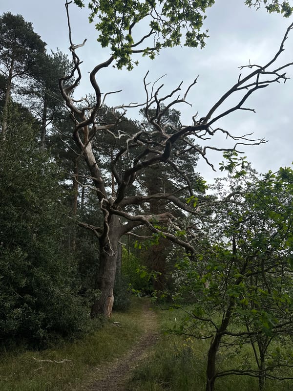 Spring nature documentation captured in West Suffolk countryside