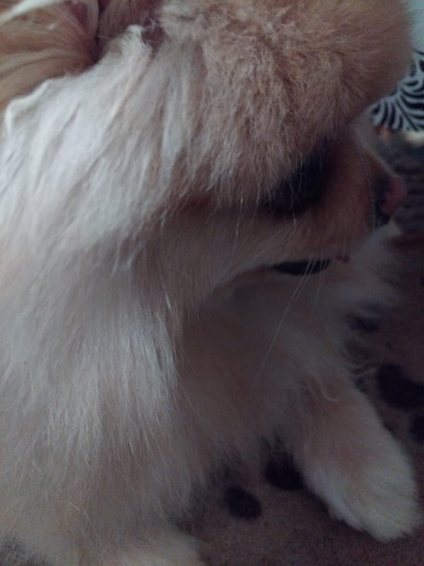 Pomeranian dog photographed resting indoors in Apriltsi, Bulgaria